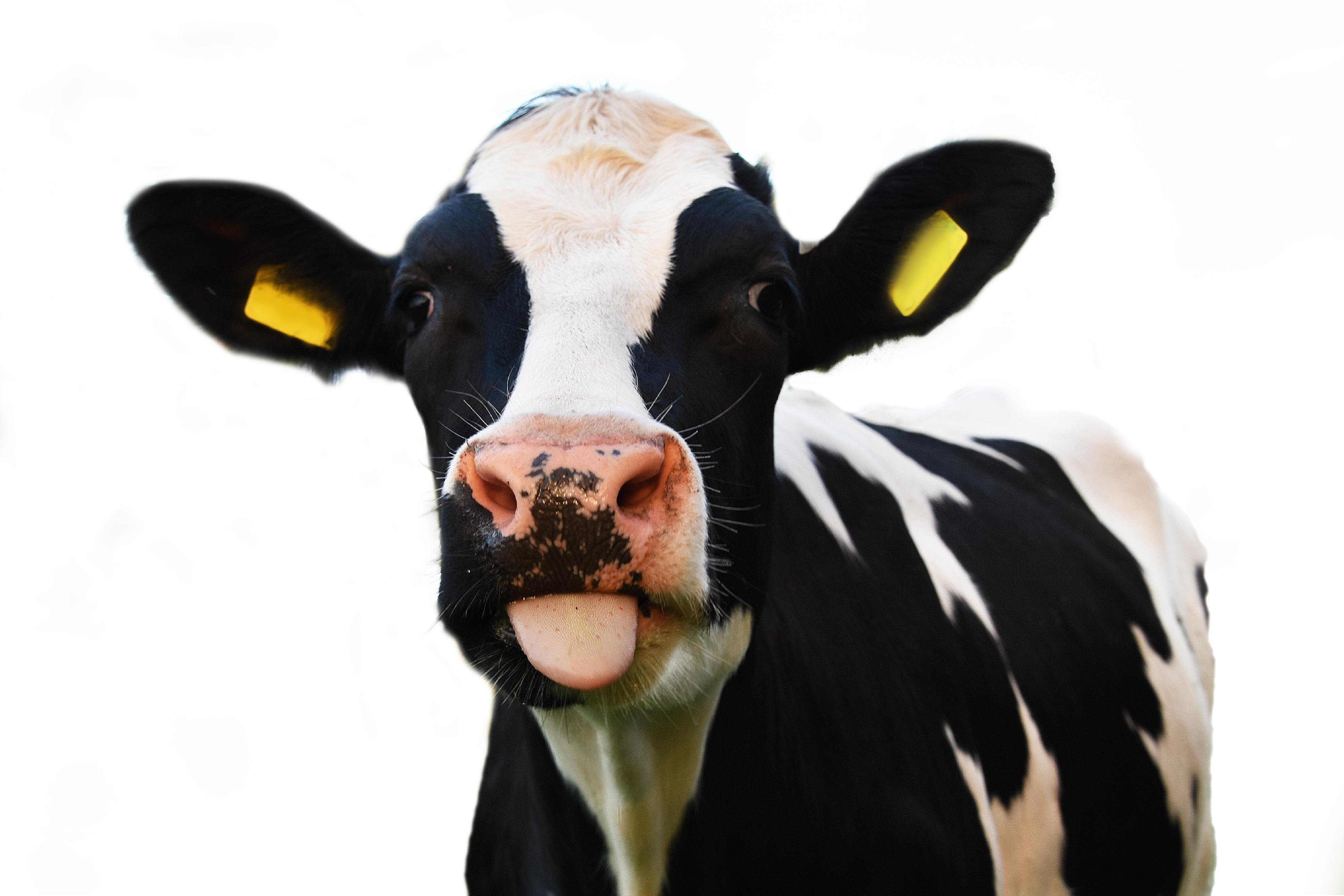 Image is of a black and white cow with yellow tags on its ears facing towards the screen.