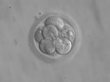 Grayscale photo of microscopic 8-cell embryos