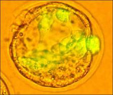 Microscopic image of stem cells