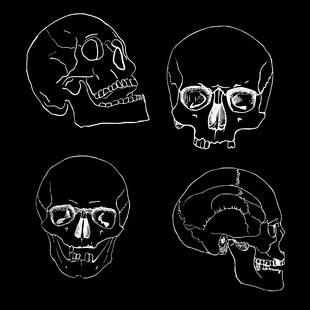 a picture of 4 skulls drawn with white lines on a black background with different parts of the skulls highlighted