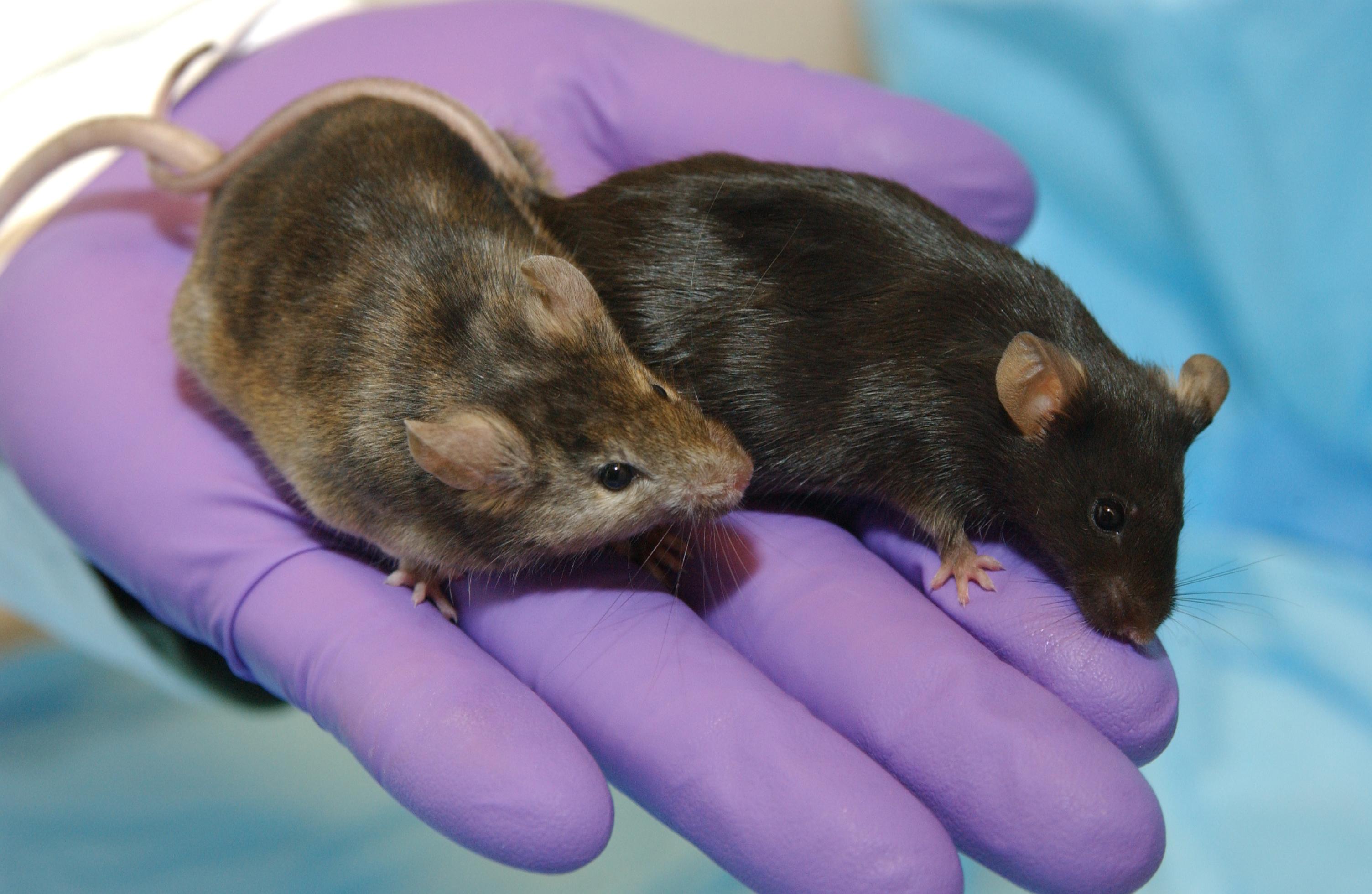 A purple gloved hand holds two mice.