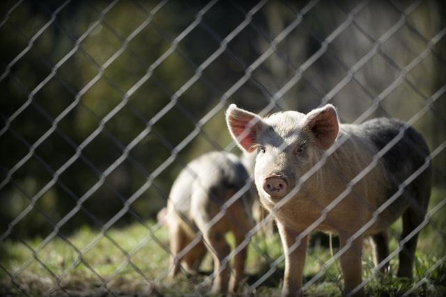 Image shows two pigs behind a wire fence in a grassy area. One pig is bent down facing away while the other pig is facing directly at the camera.