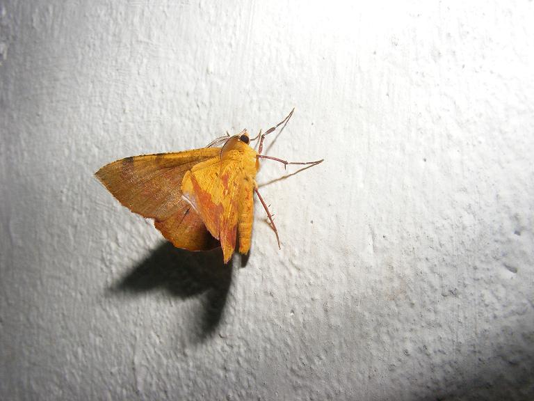 Close up photo of a yellow winged moth against a white background.
