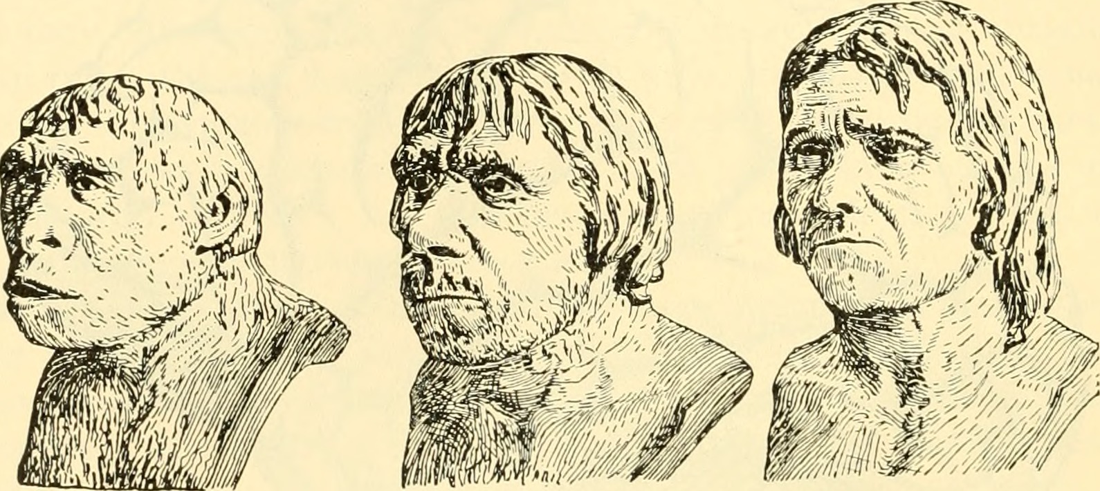 Three stages of human evolution, looking more like a modern man from left to right. Pencil drawings on a tan background