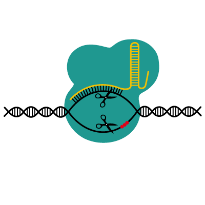 graphic of scissors cutting two strands of DNA