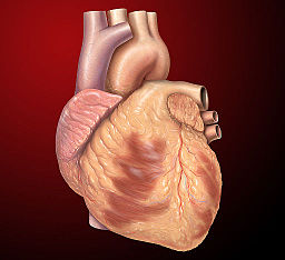 an anatomically correct heart