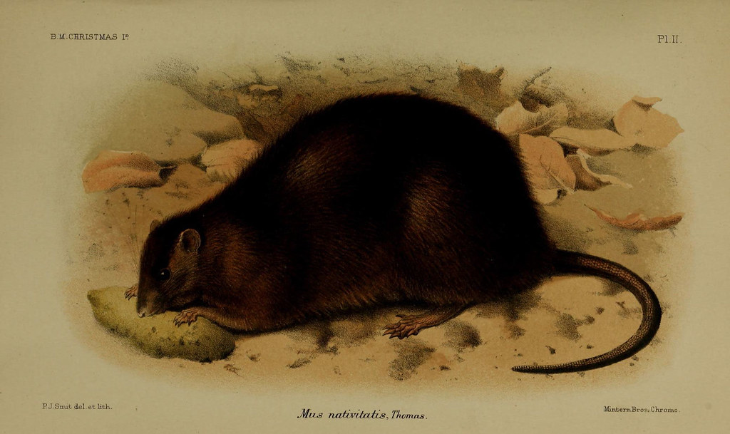 Illustration of Christmas Island Rat