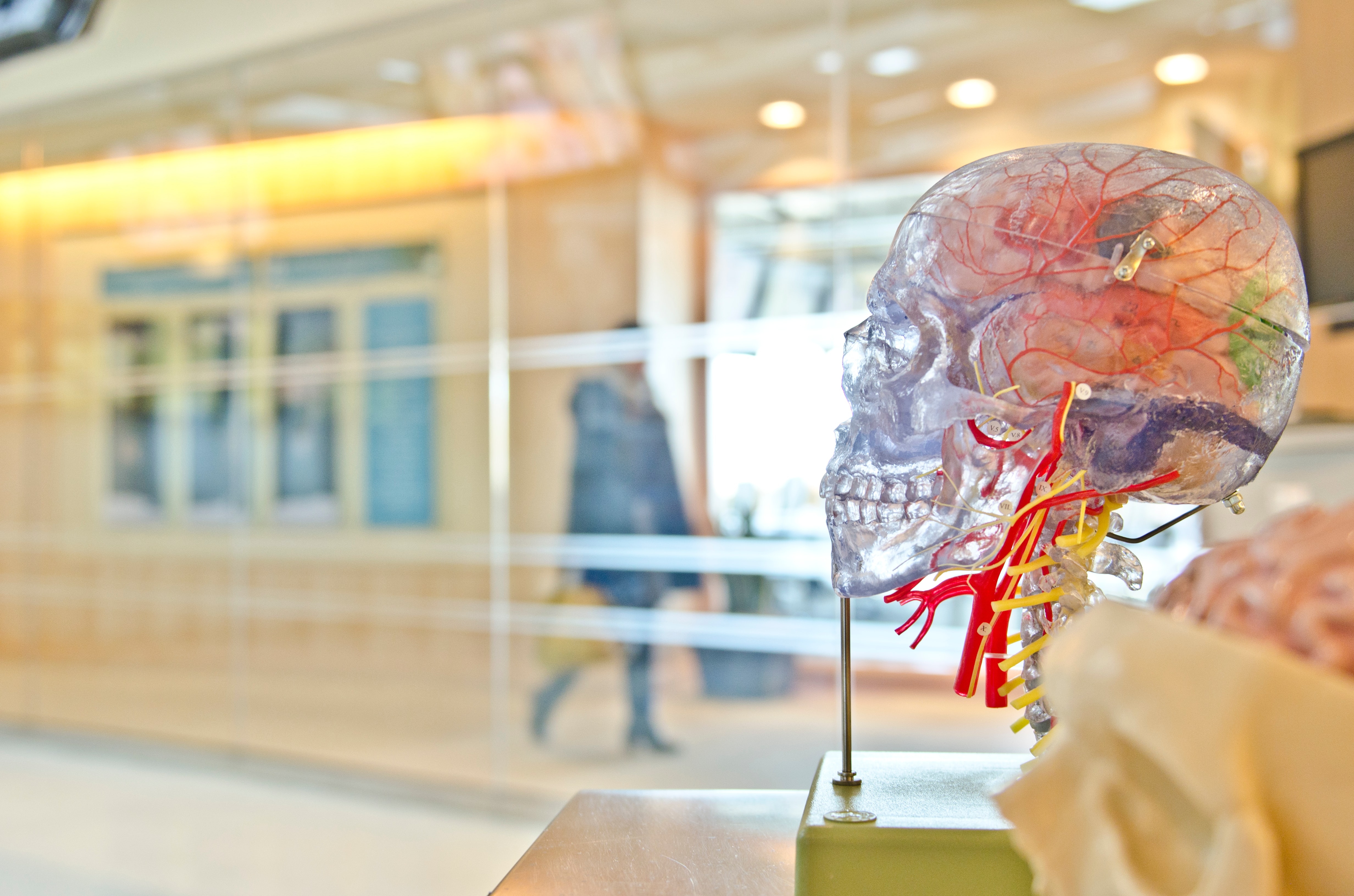 a science building with a model of the human brain and skull made of transparent plastic