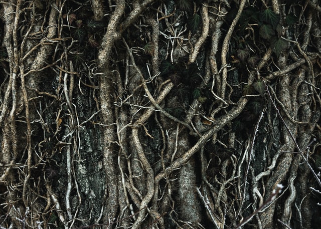 tangle of tree roots
