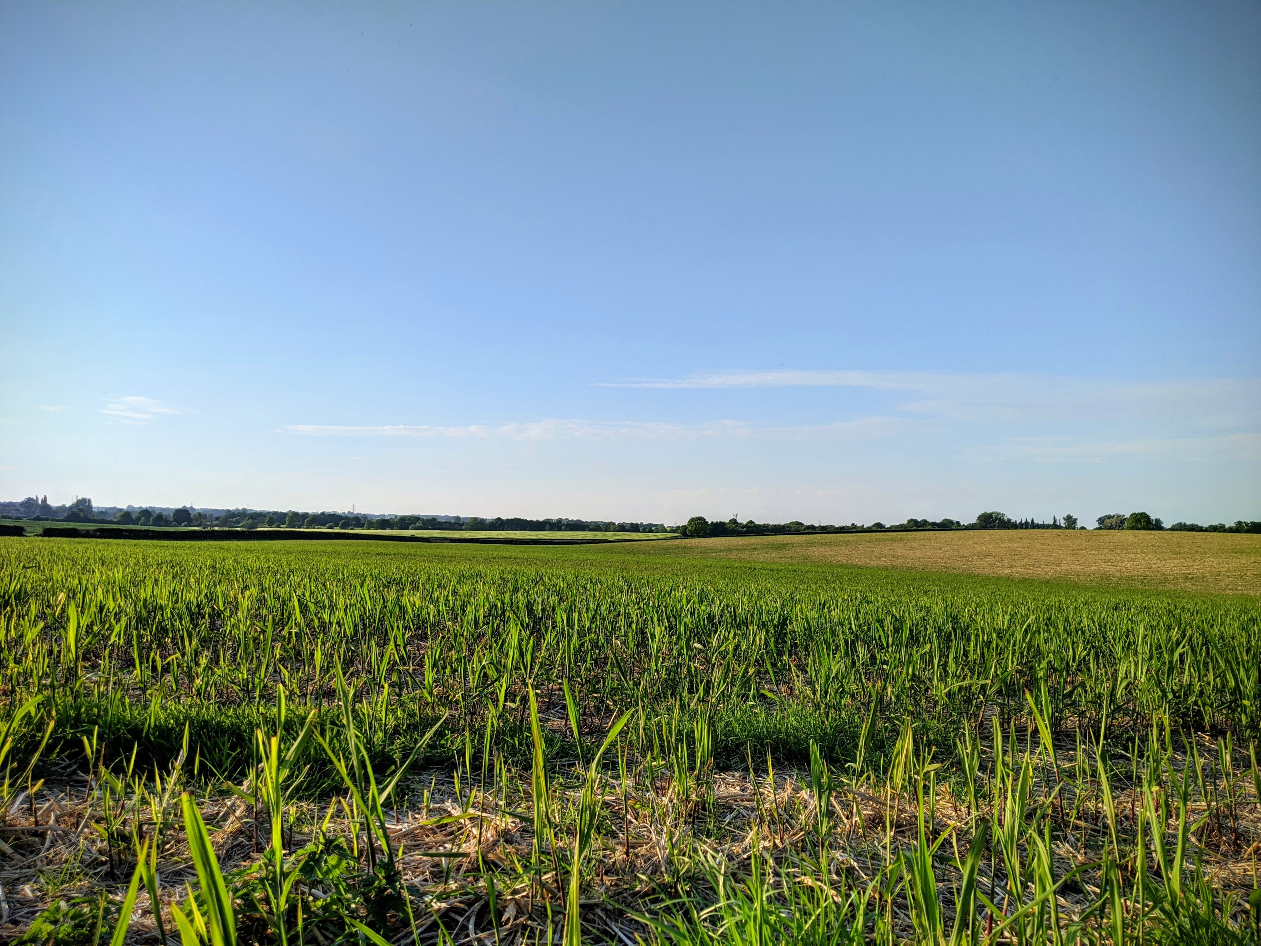 Image of grass field