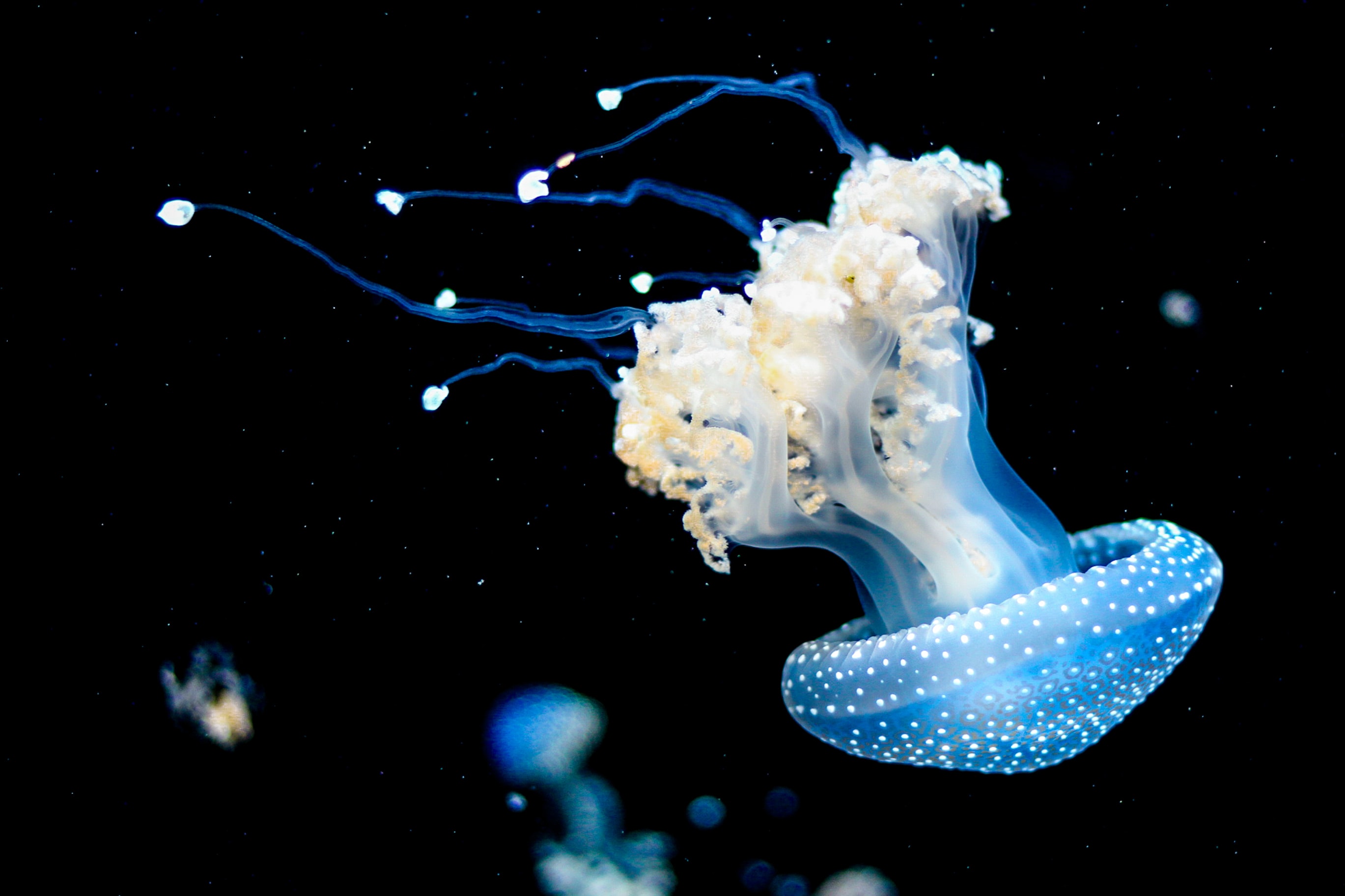 a jellyfish in blue on a dark blue/black background in the ocean
