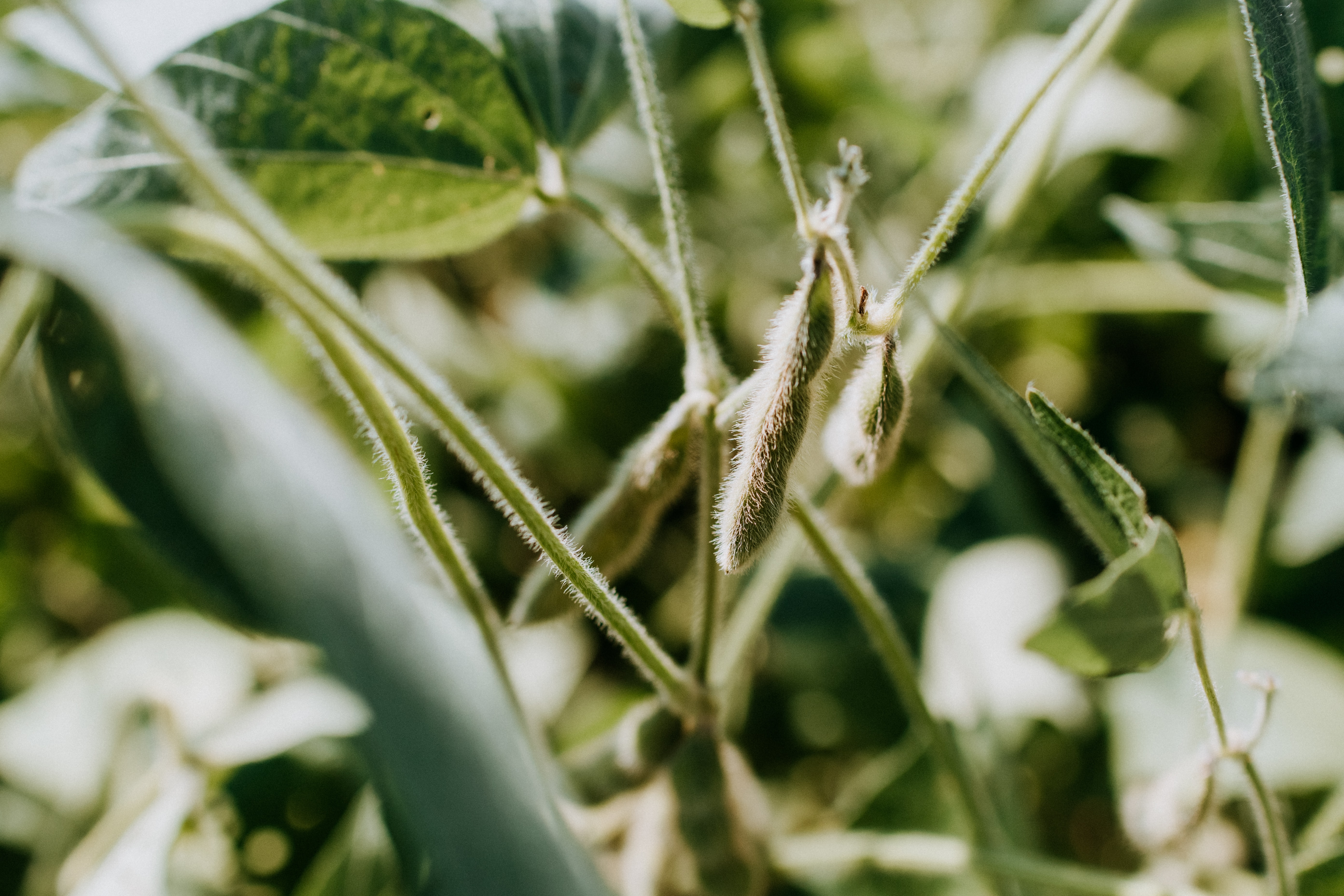soybean on a stalk