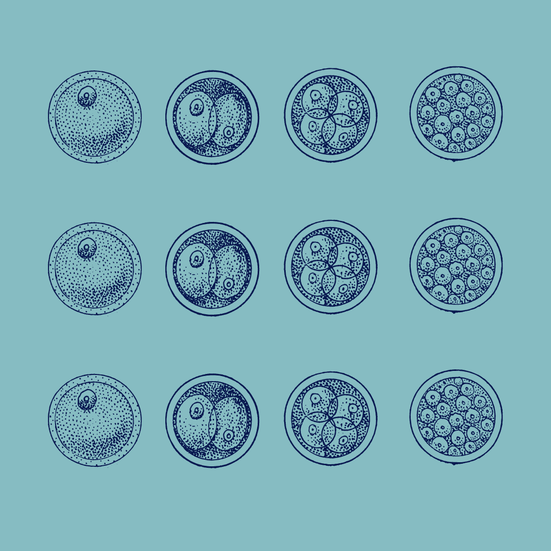 embryo graphic on blue background