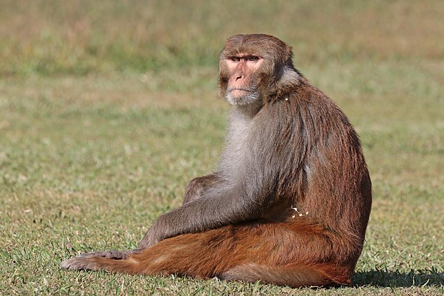 A rhesus monkey