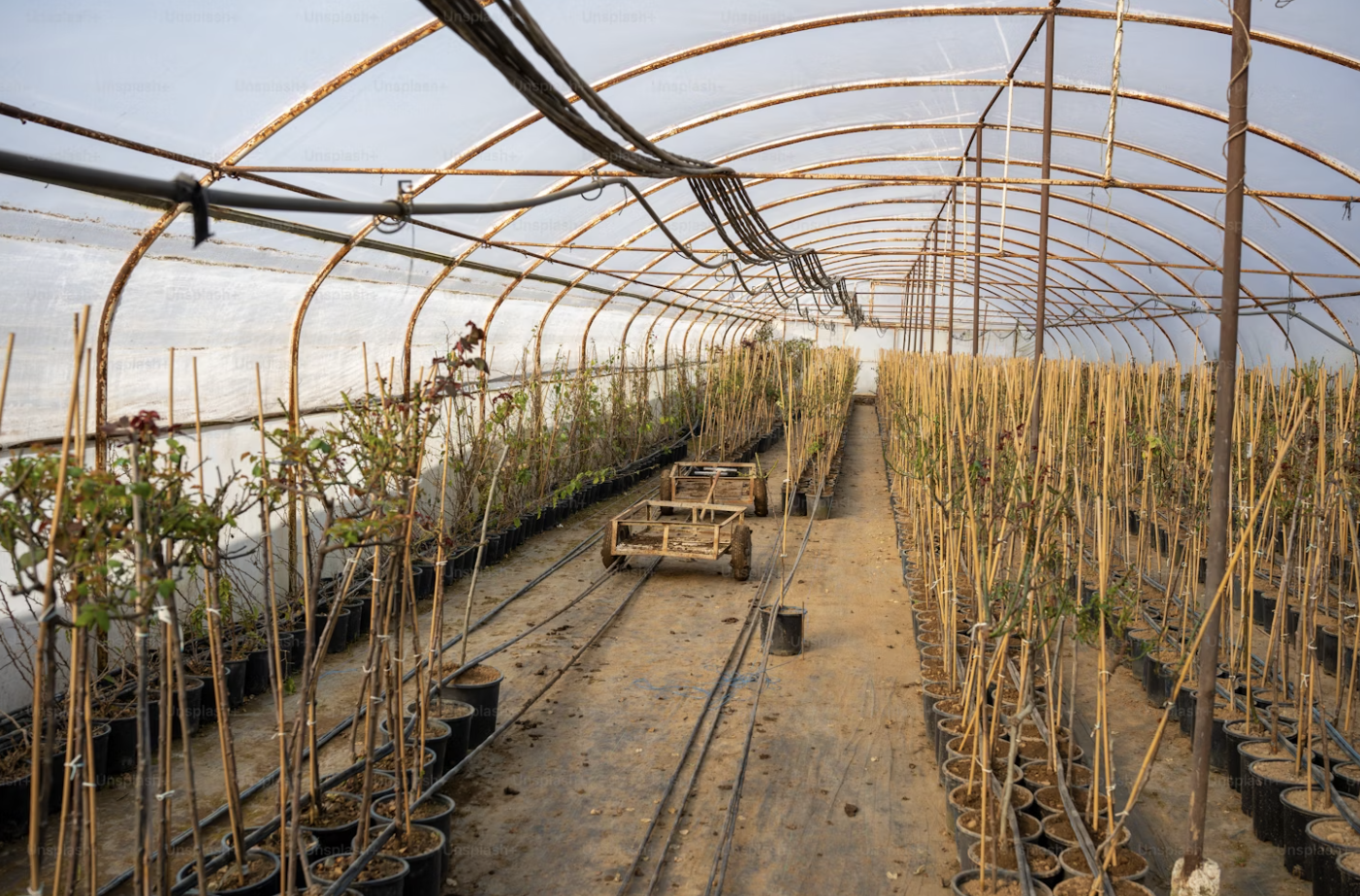 Spacious greenhouse with growing potted plants lined up in several rows.
