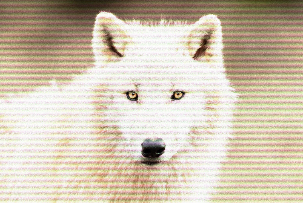retro wolf photo