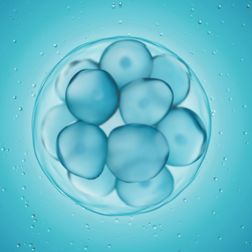 eggs in a petri dish
