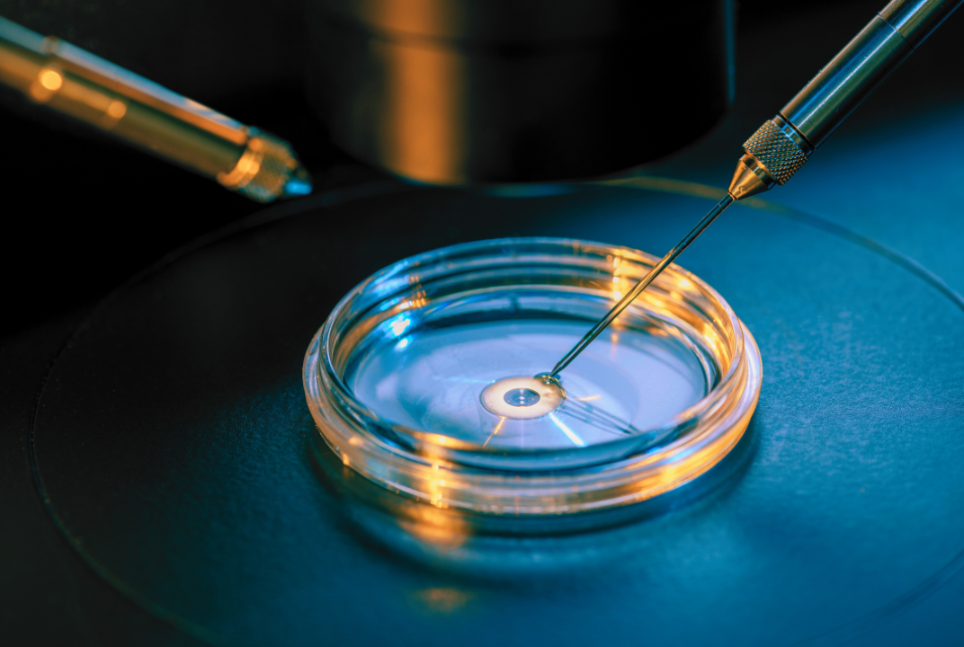 needle insertion to fertilize the egg