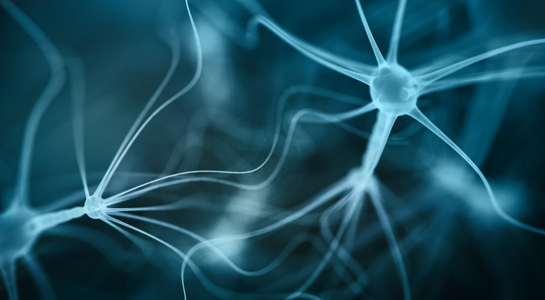 neuron