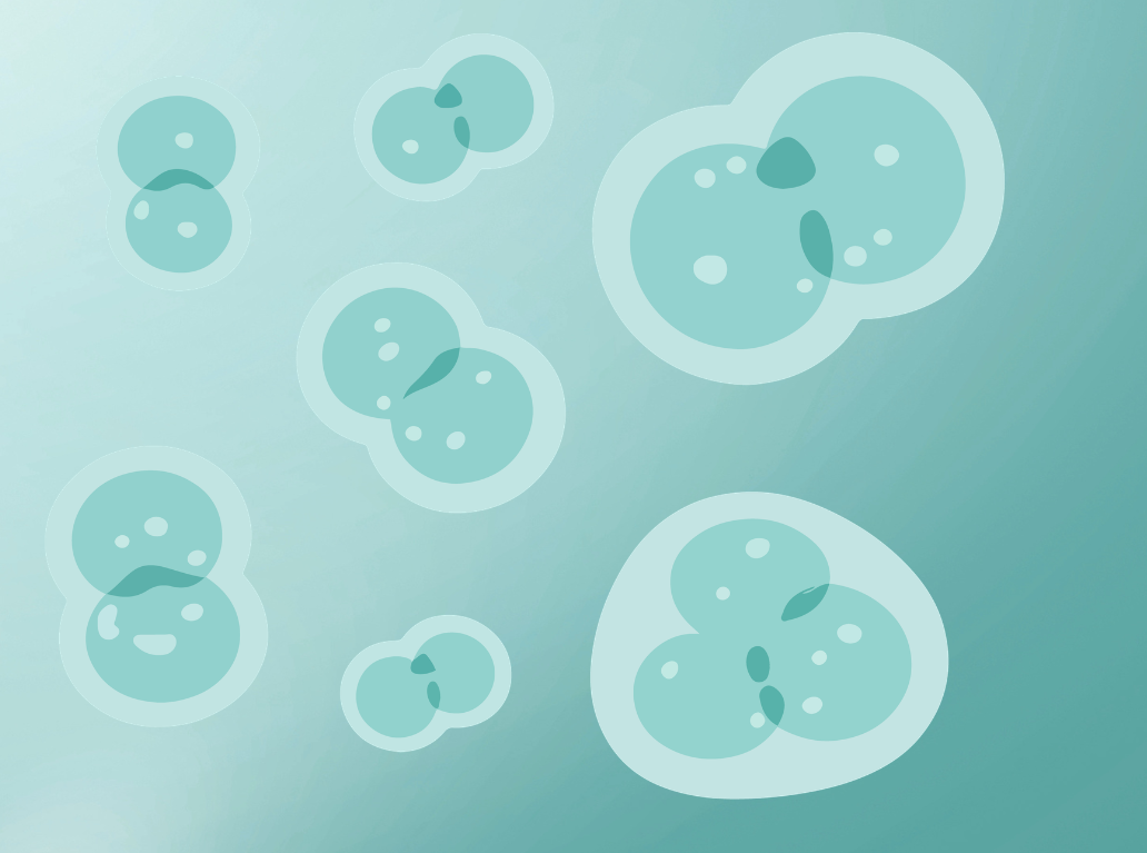 eggs