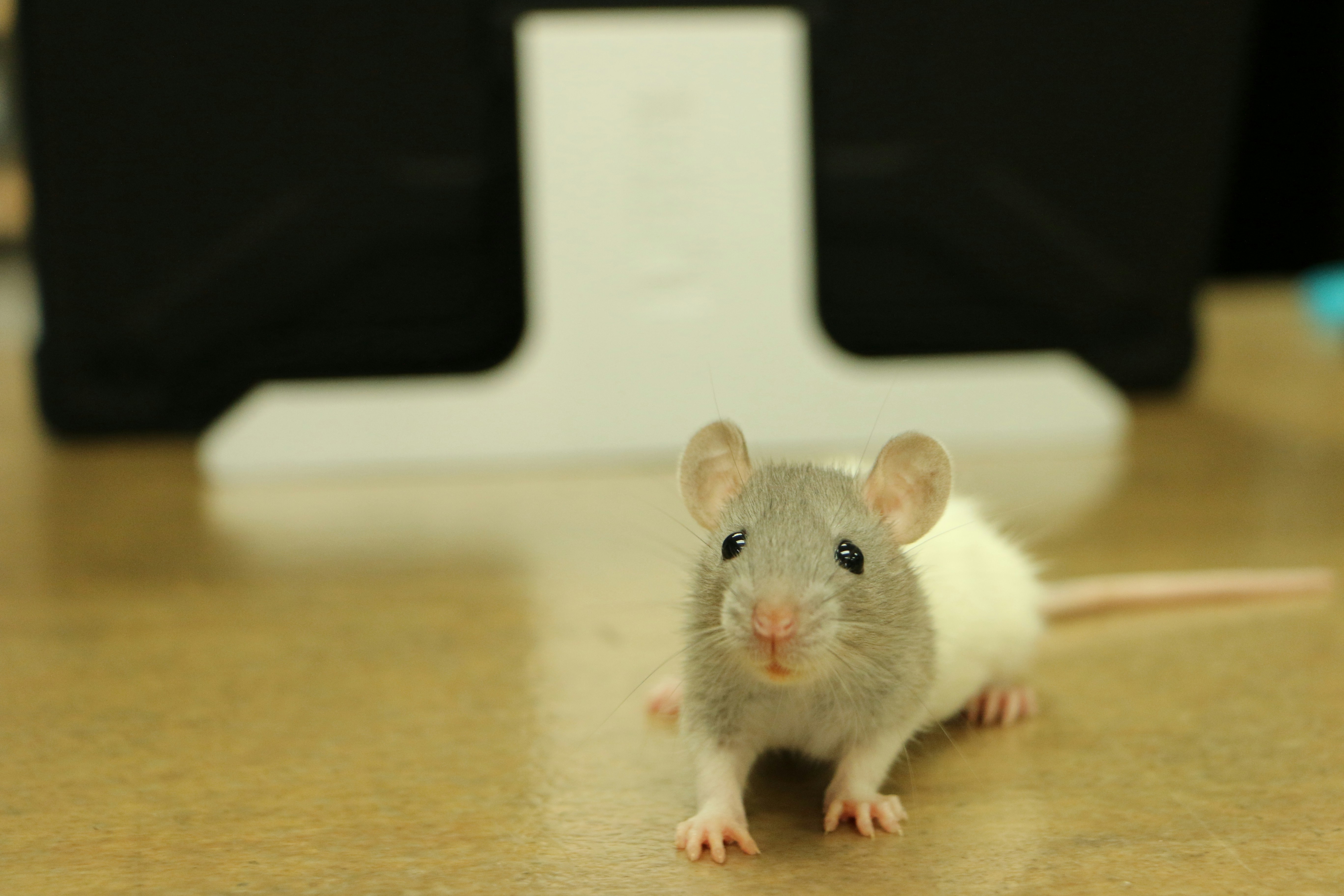 mouse 
