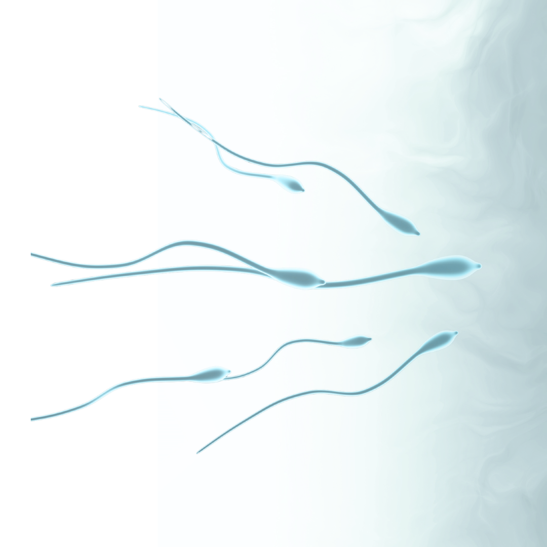 sperm
