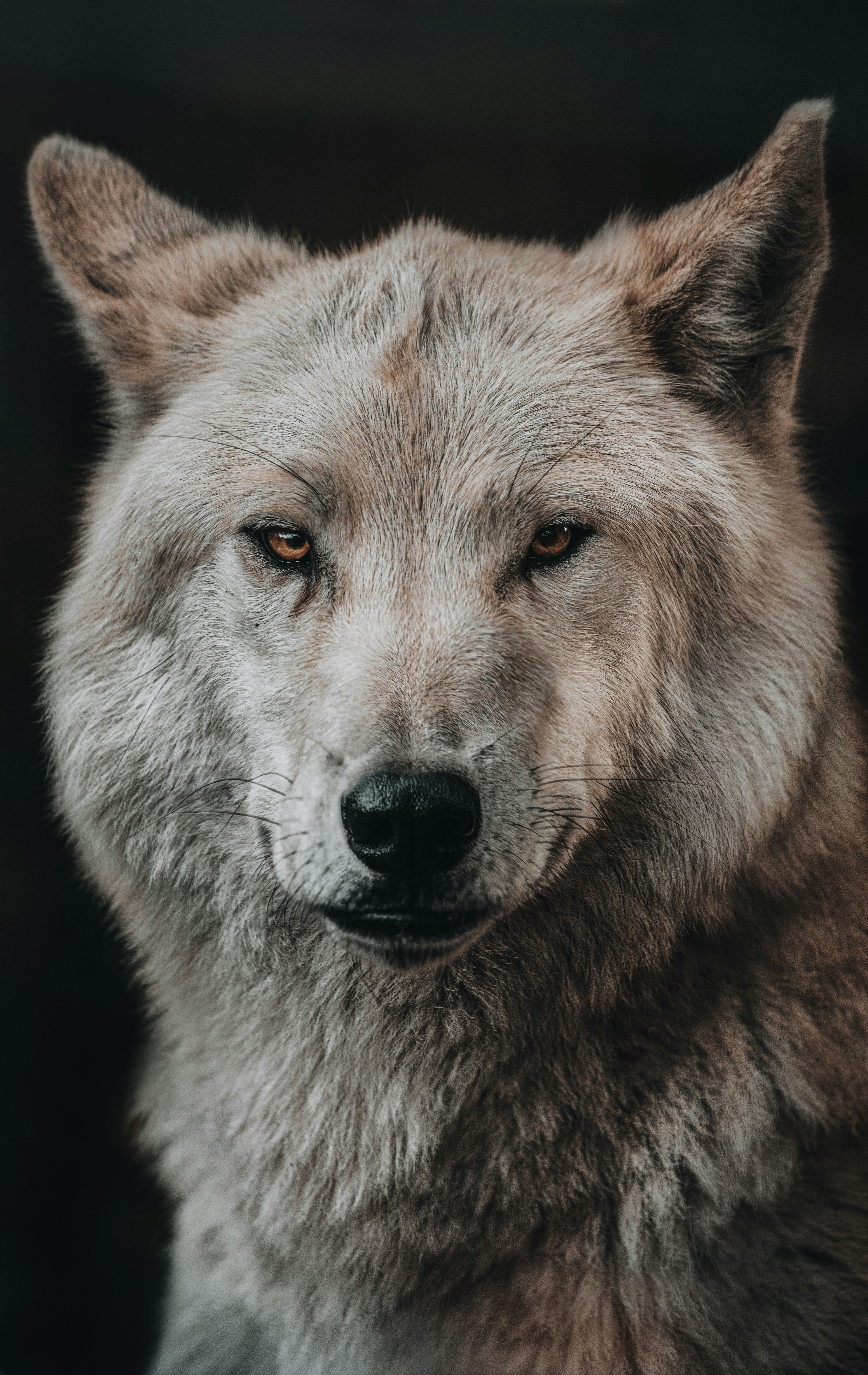 wolf