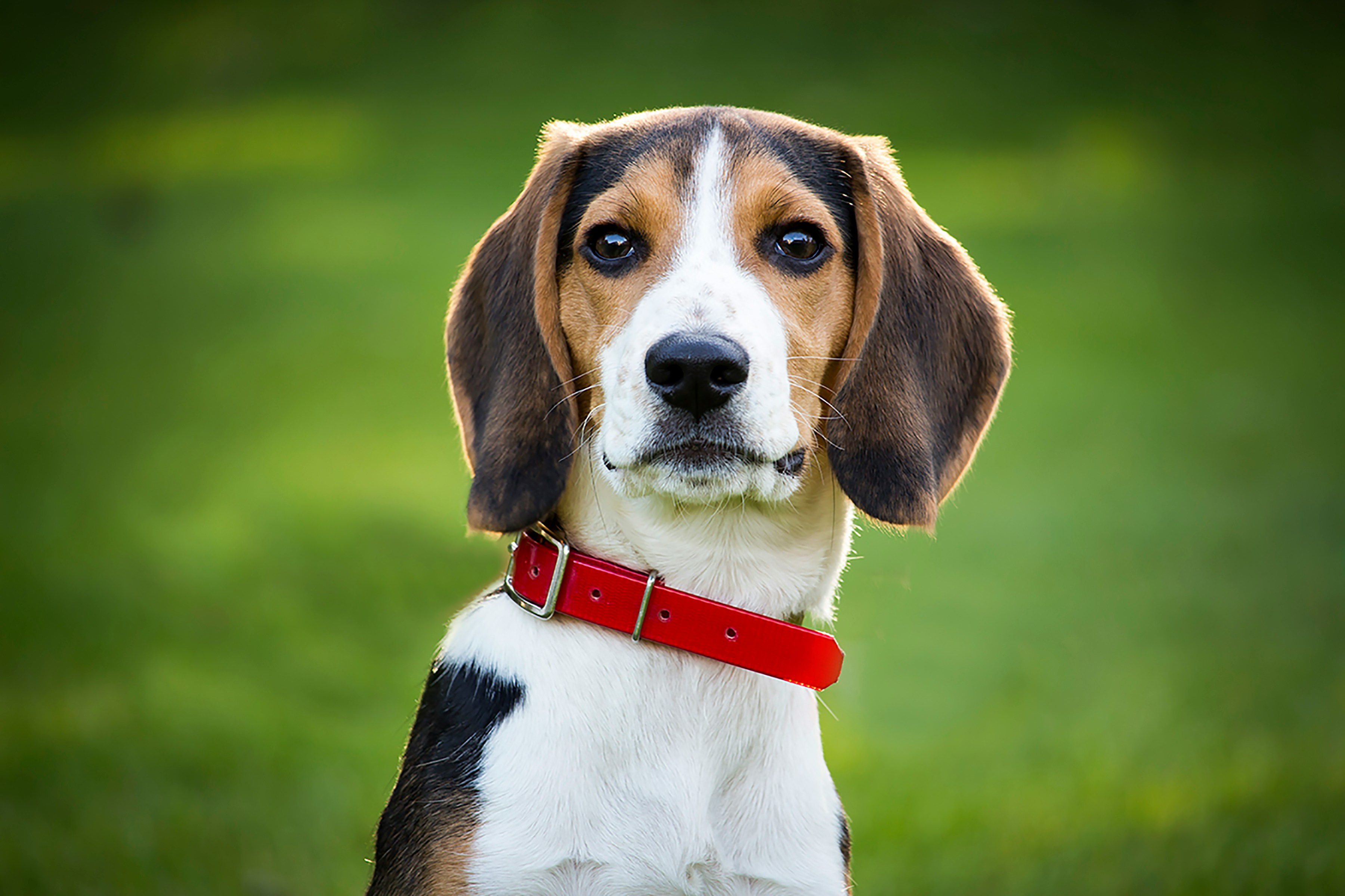 a beagle with a red collar