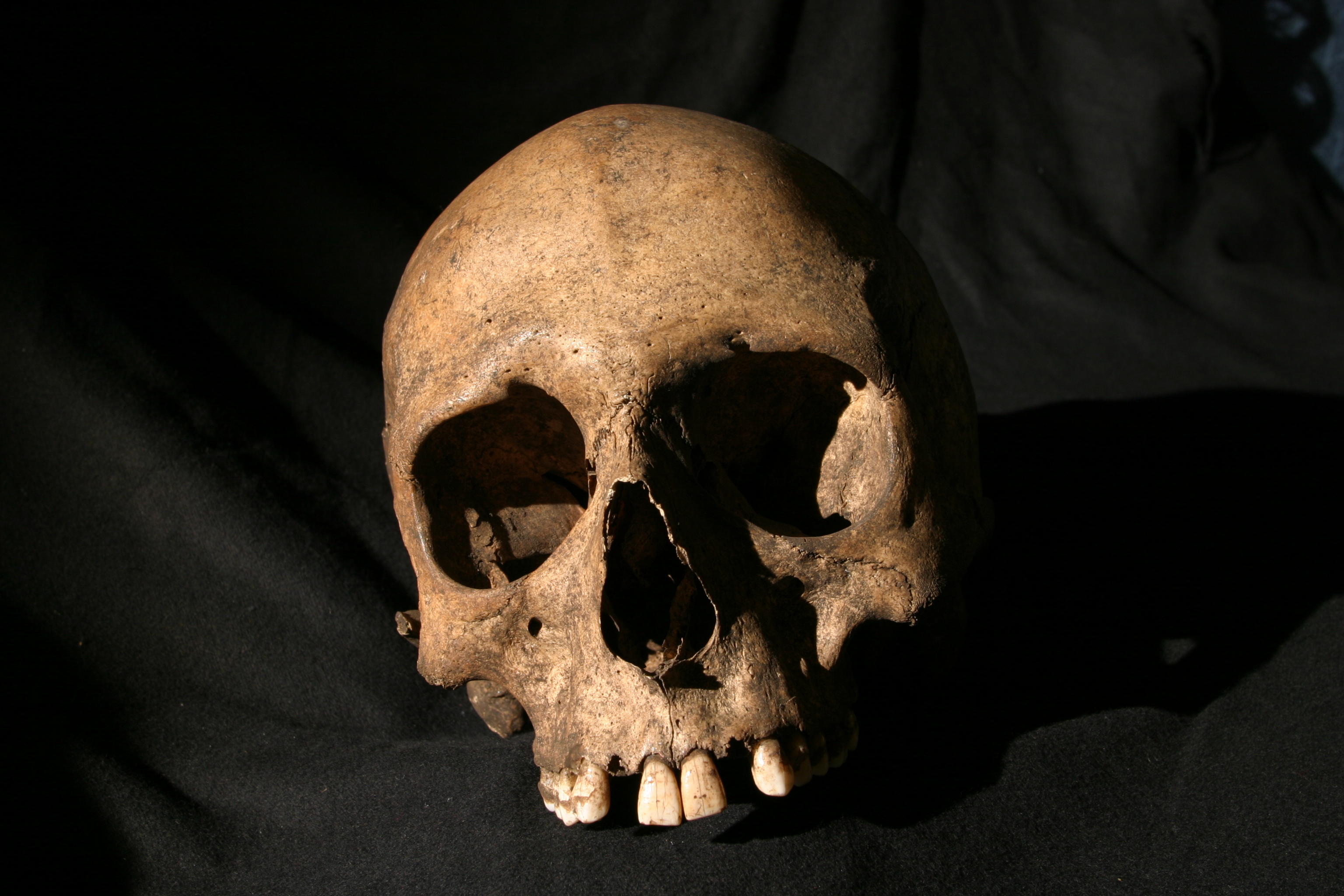 A skull is highlighted against a dark background.