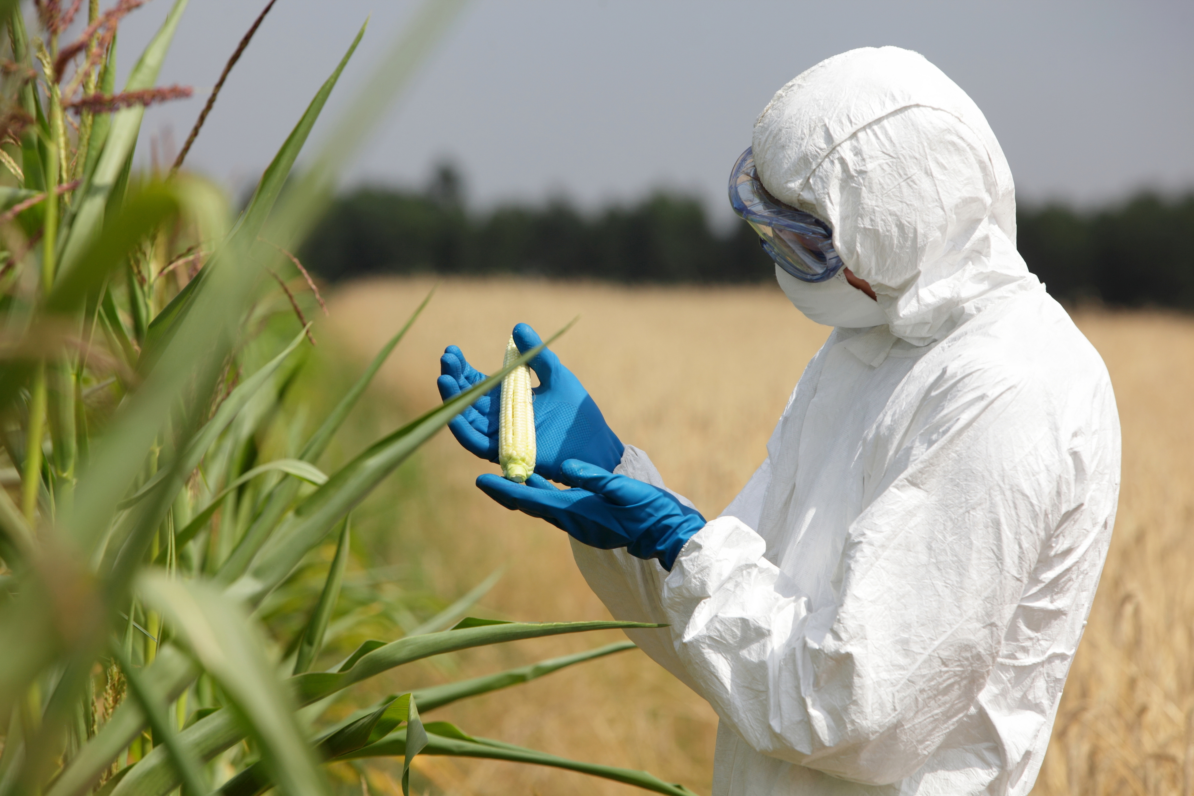 A person suited in bioharzard gear, examines a sample of corn in a field.