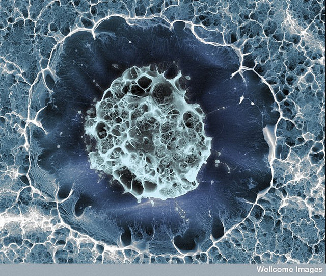 Close-up of a human stem cell surrounded by chemicals