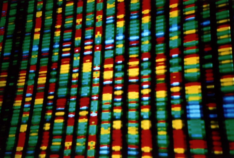 A large, multicolored representation of DNA fragments