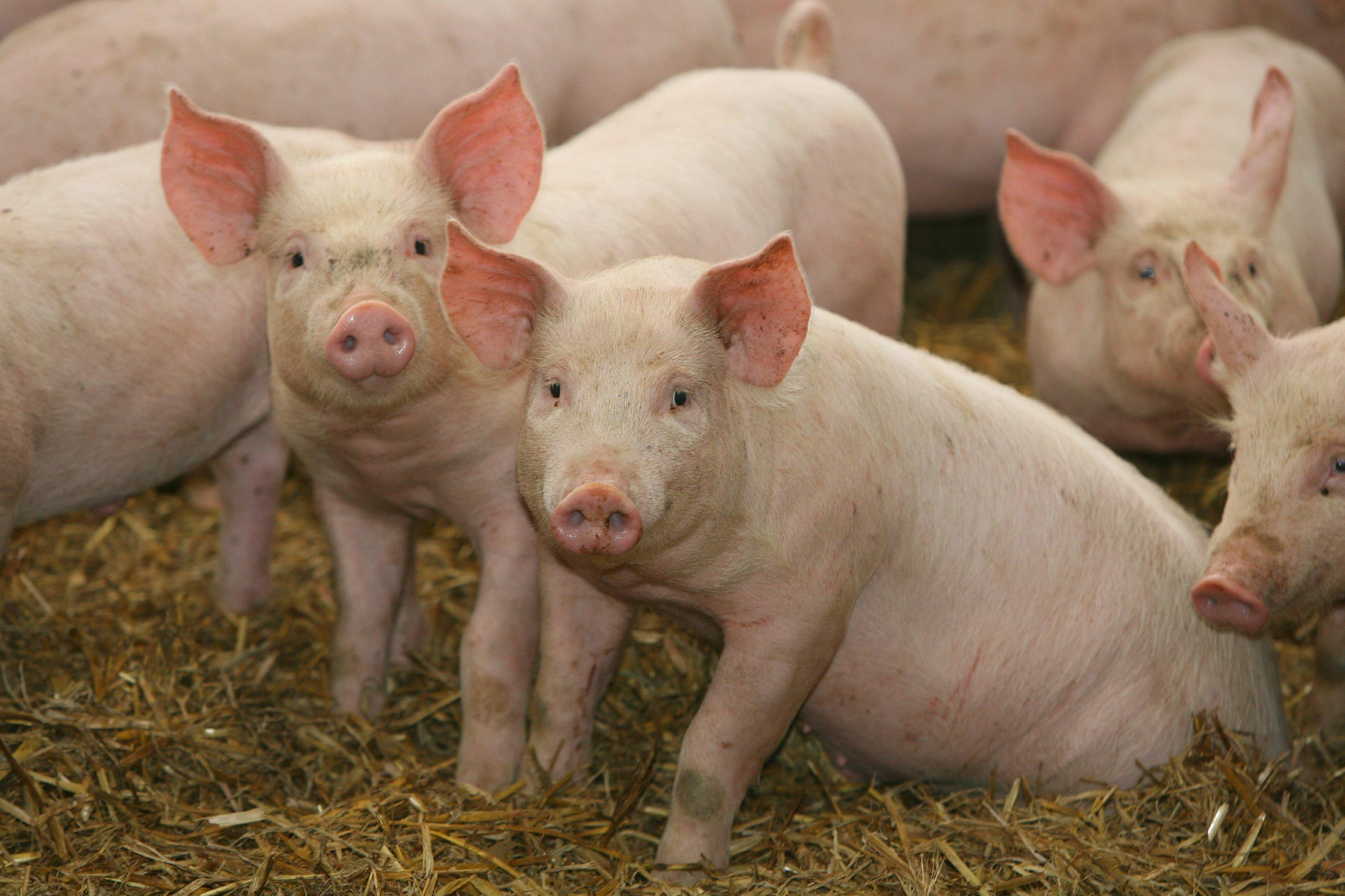 Two pigs, in a barn, gaze directly at the camera.