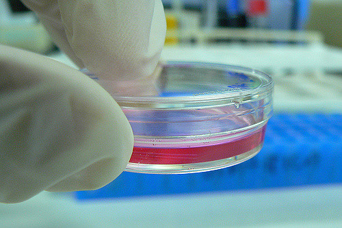 Close-up of a gloved hand gently picking up a petri dish, filled of cell culture.