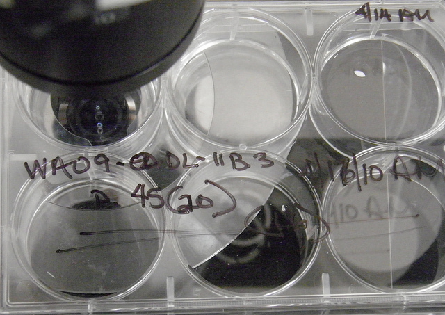 Bird's eye view of six petri dishes.