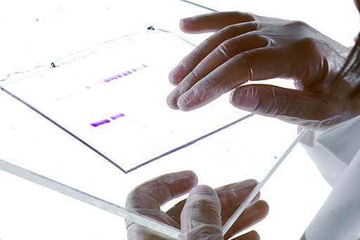 DNA gel being held on a clear glass tray by a gloved technician. 