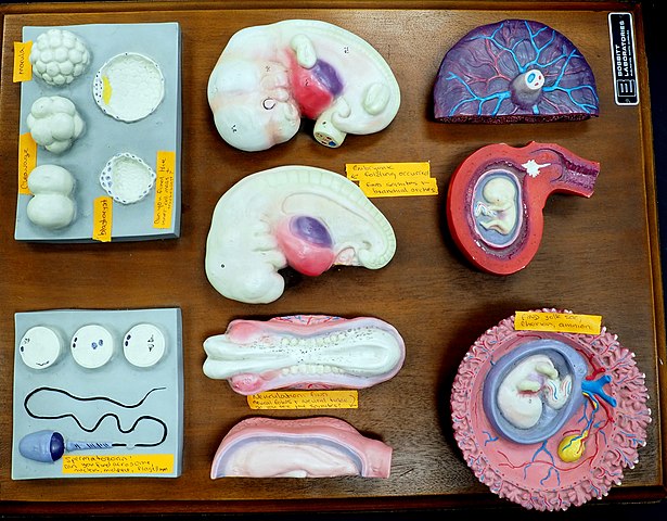 Plastic models of various stages of embryonic development