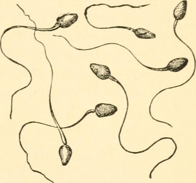 An old medical drawing shows 7 individual sperm overlapping one another.