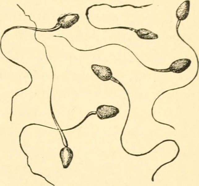 An old medical drawing shows 7 individual sperm overlapping one another. 