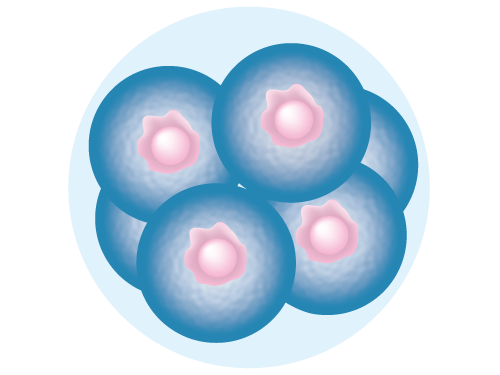 an image of an 8-cell-stage embryo
