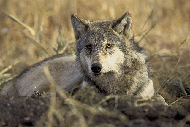 A gray wolf peers above the landscape.