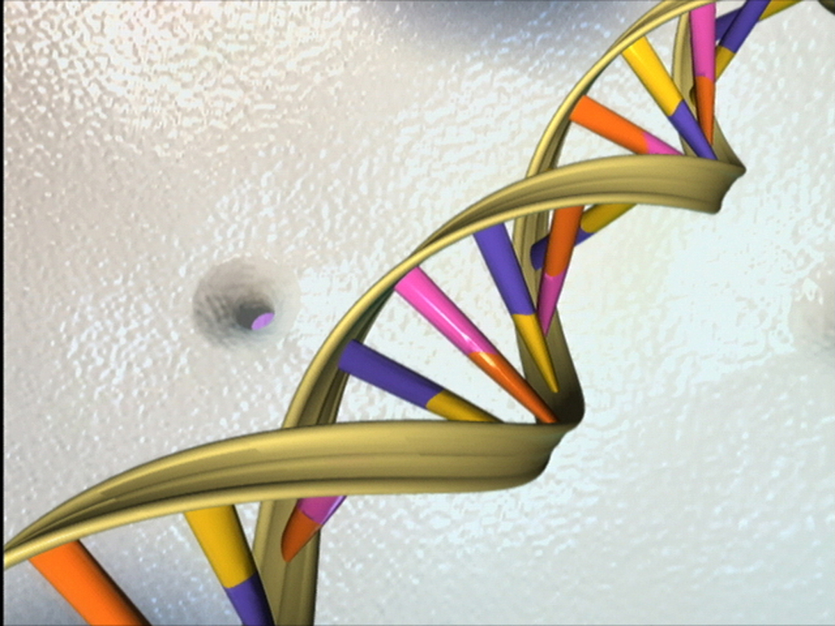 Double helix image, with nucleotides appaearing multi-colored.