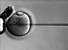 An egg being fertilized through IVF