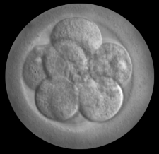 And eight-cell embryo