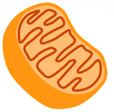 Illustrated mitochondria