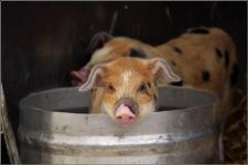 pink pig with black spots looks out of a metal bucket 