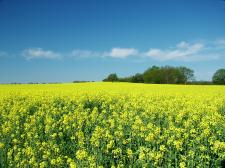 Landscape photo of green field and a blue sky with clouds.