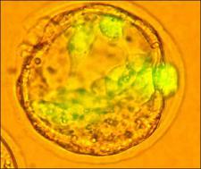 Microscopic image of stem cells