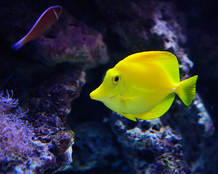 Bright yellow fluorescent fish in water