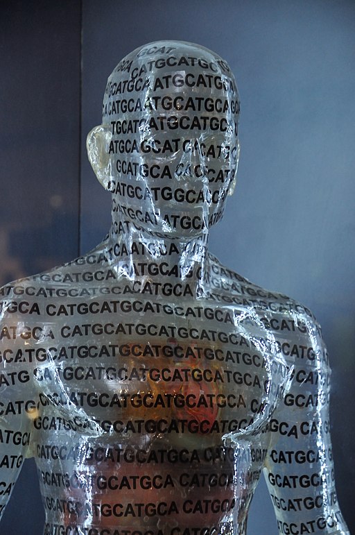 Close up of a transparent human model displayed in the Human Genome - Emerging Technologies Gallery - Science Exploration Hall in Kolkata. The model has repeating letters ATCG written in black.